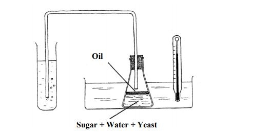 biology anaerobic respiration