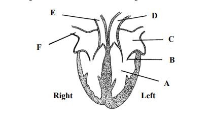 human heart